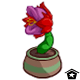 Mystery Island Exotic Flower